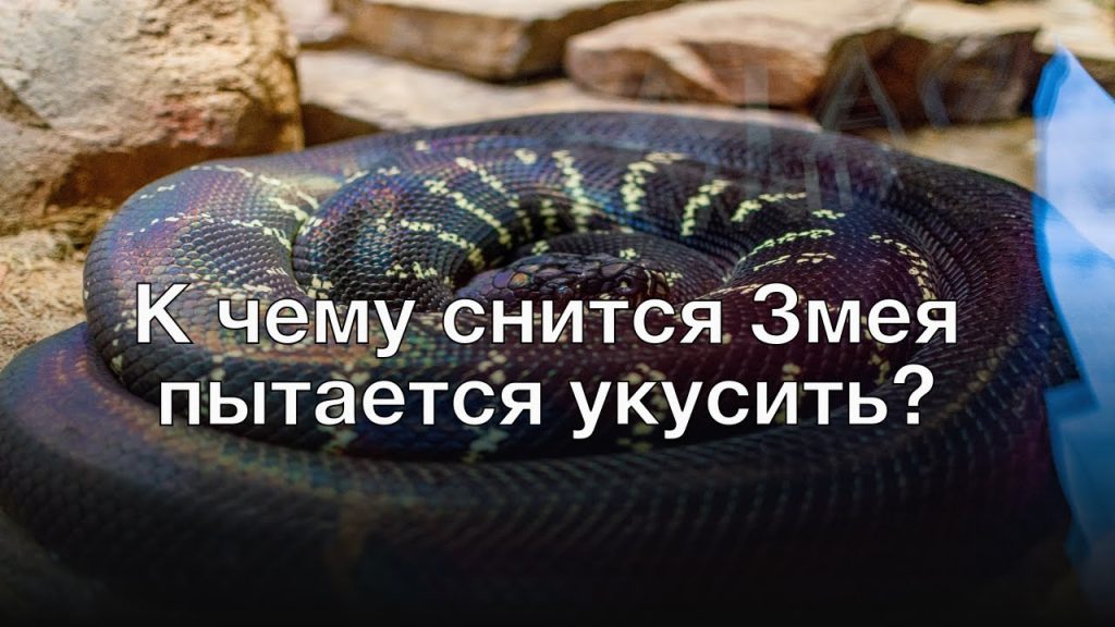 К Чему Снится Змея: подробный разбор символики и значений сна