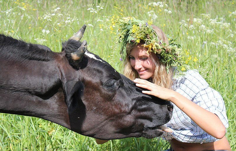 До Чого Сниться Корова Жінці: Значення та Тлумачення Сновидіння