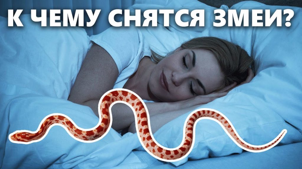 К Чему Снится Змея: подробный разбор символики и значений сна