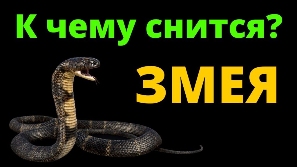 К Чему Снится Змея: подробный разбор символики и значений сна