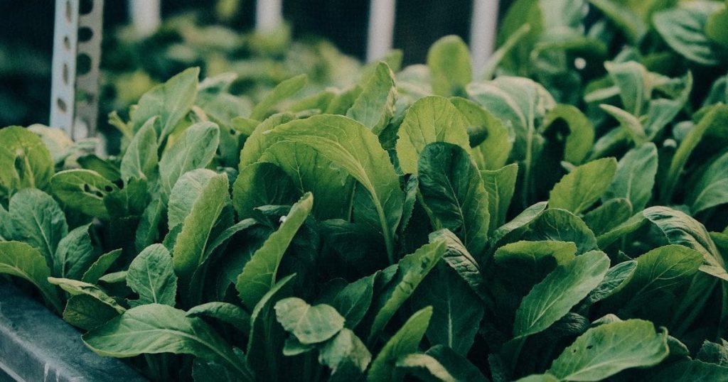 Які салатні овочі найкорисніші для травлення: список із шести продуктів