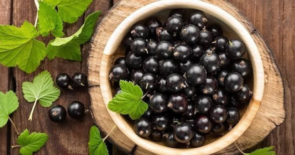 Що буде з організмом, якщо їсти чорну смородину щодня: результати та наслідки